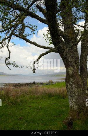 Guardando ad est verso il Ben Nevis dal Sud Garvan sul Loch Eil. Vicino a Fort William. Scozia Foto Stock