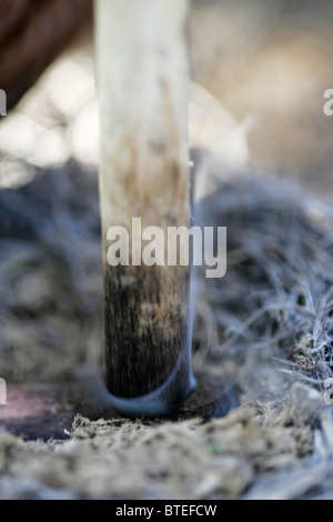 Close-up di un Boscimane di messa a fuoco con il fuoco-stick Foto Stock