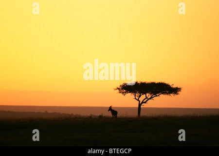 Topi e Acacia stagliano al tramonto Foto Stock