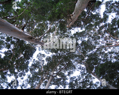 Basso angolo vista di gomma blu alberi in una piantagione Foto Stock