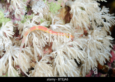 Nastrare pipefish off Hamata costa, Egitto, Mar Rosso Foto Stock