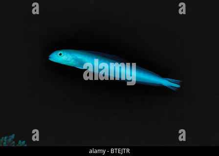 Dartfish Spottail off Hamata costa, Egitto, Mar Rosso Foto Stock