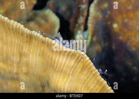 Gamberi Anemone, off Hamata costa, Egitto, Mar Rosso Foto Stock