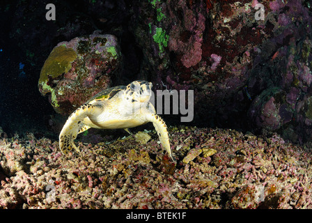 Tartaruga Caretta off Hamata costa, Egitto, Mar Rosso Foto Stock