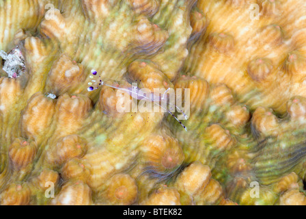 Gamberi Anemone, off Hamata costa, Egitto, Mar Rosso Foto Stock