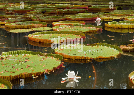 Il famoso ninfee giganti nel SSR Giardini Botanici, Pamplemouses, Mauritius Foto Stock