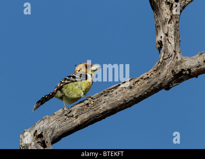 Crested Barbet nella struttura ad albero, Kruger National Park, Sud Africa. Foto Stock