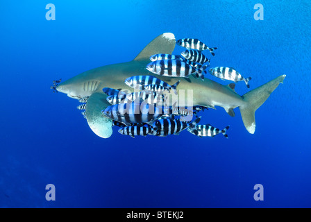 Lo squalo longimano, Daedalus Island, Egitto, Mar Rosso Foto Stock