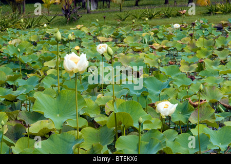 I fiori di loto in la SSR Giardini Botanici, Pamplemouses, Mauritius Foto Stock