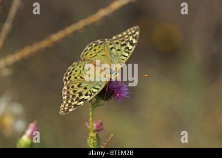 Il Cardinale (Argynnis pandora) Foto Stock