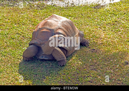 La tartaruga gigante nel SSR Giardini Botanici, Pamplemouses, Mauritius Foto Stock