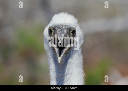 Chick Frigate Bird su Seymour Island, Galapagos, Ecuador Foto Stock