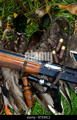 Il fucile a caricamento automatico Benelli mancino, i proiettili fiocchi, i richiami d'anatra e un limite misto di sacchi di mallard e pintail Foto Stock