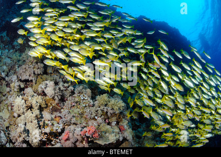 Scuola di blackspot snapper pesce, Grande Fratello Isola, Egitto, Mar Rosso Foto Stock