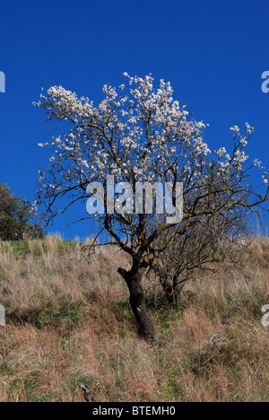 Mandorlo in fiore, vicino a Alhaurin el Grande, Mijas Costa, Costa del Sol, provincia di Malaga, Andalusia, Spagna, Europa occidentale. Foto Stock