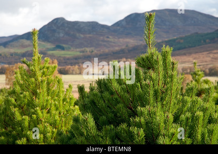 Alberi di Natale,lodge pole pino, uno dei più popolari varietà nel Regno Unito.crescendo in Inverness,Scozia. Foto Stock