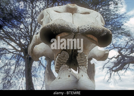 In prossimità dell' elefante africano cranio che mostra i denti e fori per zanne nel Parco Nazionale di Tarangire e Tanzania Africa orientale Foto Stock