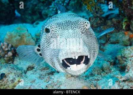 Star Puffer fish, off costa di Safaga, Egitto, Mar Rosso Foto Stock