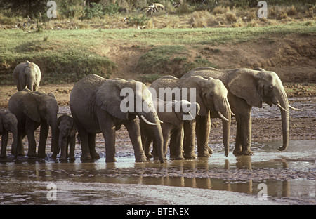 Famiglia di elefante gruppo di femmine e i vitelli di bere con i trunk Uaso Nyiro Samburu Riserva nazionale del Kenya Africa orientale Foto Stock