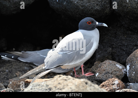 Swallow-tailed gull sull isola di Seymour, Galapagos, Ecuador Foto Stock