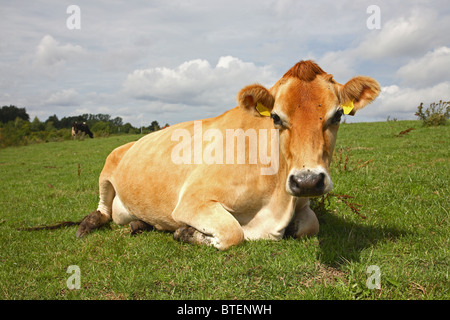 Jersey mucca è masticare il cud al pascolo Foto Stock