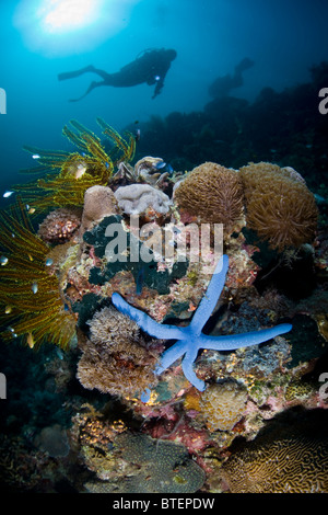 Un sommozzatore passa sopra una diversificata Coral reef, ornato da un mare blu star, Linkia laevigata. Cabilao Island. Foto Stock