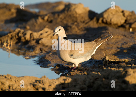 Capo Tortora in prossimità di acqua, parco nazionale Kruger, Sud Africa Foto Stock