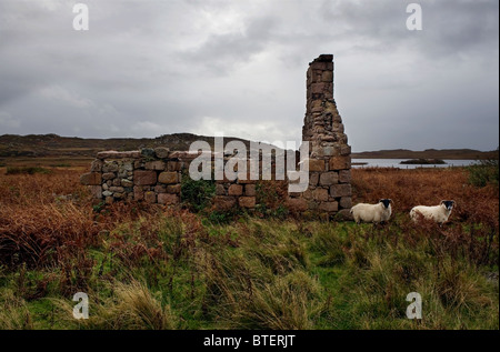 Isle of Mull, Scozia. Una rovina highland cottage crofters Mull, risalente ai giochi delle Highland del ottocento. Foto Stock