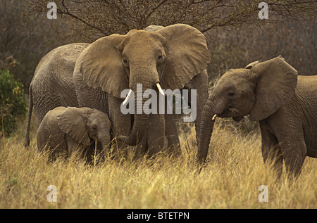 Piccola famiglia di elefante gruppo di femmine e vitelli di Tsavo ovest del Parco Nazionale del Kenya un bambino si rannicchiò vicino a sua madre Foto Stock