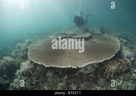 Un sommozzatore passa sopra un tavolo gigantesco corallo, Acropora sp., su una diversificata reef vicino Olongo Isola, Cebu, Filippine, pacifico. Foto Stock