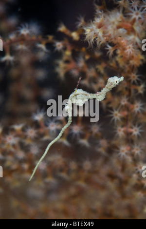 Un pigmeo pipehorse nuota da un ramo di un octocoral al successivo in cerca di cibo. Foto Stock