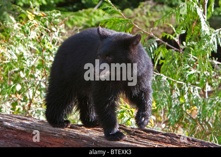 Black Bear Ursus americanus cub sul log in cerca di madre a Thornton Creek Ucluelet Isola di Vancouver BC nel mese di ottobre Foto Stock