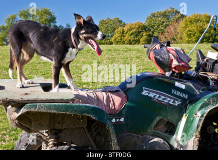 Un Border Collie sheepdog in piedi sul retro di una Yamaha moto quad Foto Stock