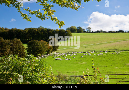 Vista pastorale su pascolo con pecore e campagna di laminazione nel Wiltshire, Inghilterra, Regno Unito Foto Stock