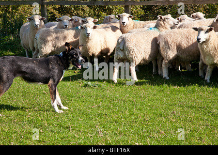 Un Border Collie sheepdog controllo di un gregge di pecore di Romney in un campo contro la recinzione Foto Stock