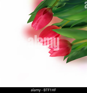 Vacanze di primavera rosso tulip fiori su sfondo bianco Foto Stock