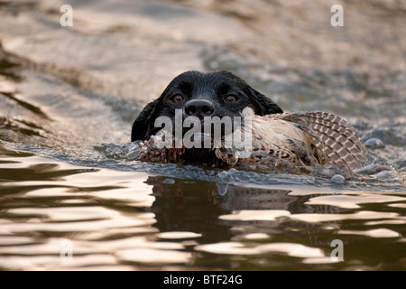 Nero Labrador Retriever recupero Foto Stock