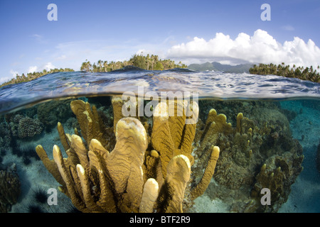 Un incendio di colonie di corallo, Millipora sp., cresce appena sotto la superficie in prossimità del bordo della Polinesia Francese barriera corallina. Foto Stock