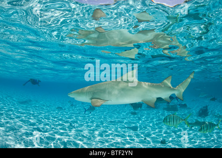 Un Sicklefin Lo squalo limone, Negaprion acutidens, nuota appena sotto la superficie con un snorkeler in background. Foto Stock