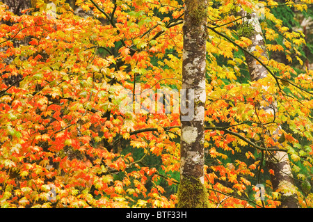 Vine Maple e ontani in autunno lungo Wind River, Gifford Pinchot National Forest, Cascade Mountains, Washington. Foto Stock