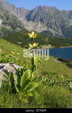 Spotted Gentian (Gentiana punctata) nella Valle dei Cinque Laghi polacco, Monti Tatra, Polonia Foto Stock