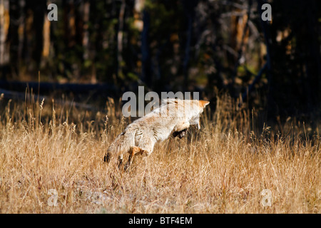 Coyote caccia e spolvero per catturare la preda a Yellowstone Foto Stock