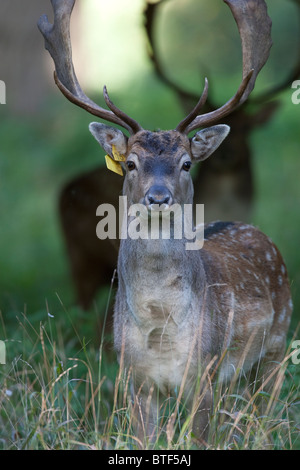 Daini Buck avviso permanente con un altro permanente buck guardando da sottobosco Foto Stock