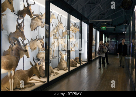 Museo di Storia Naturale di Tring - Hertfordshire Foto Stock