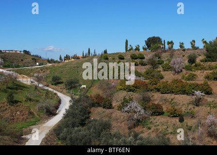 Vari alberi da frutto sui terrazzamenti, vicino a Alhaurin el Grande, provincia di Malaga, Andalusia, Spagna, Europa occidentale. Foto Stock