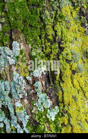 Colorato muschi e licheni sulla corteccia di albero Foto Stock