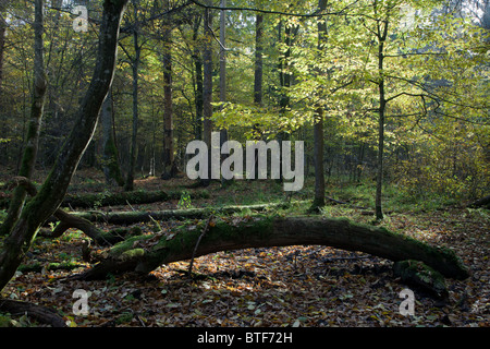 Vecchia Quercia rotto giacenti e sun sopra in ladscape autunnali od deciduo stand Foto Stock