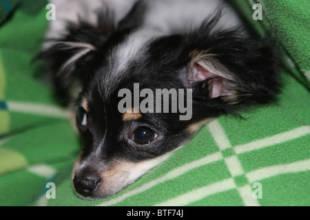 Cucciolo, chi wow wow, nero, bianco, cane Foto Stock