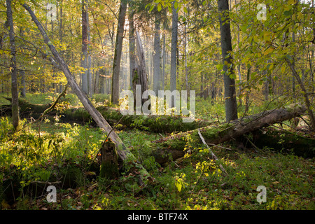 Vecchi alberi di quercia rotto giacenti e sun sopra nel paesaggio autunnale di stand di latifoglie Foto Stock