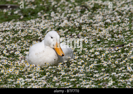 White duck in margherite Foto Stock